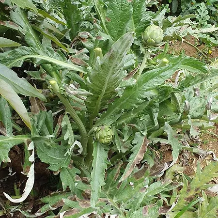 Brava Atlantico Βίλα Ribeira Brava