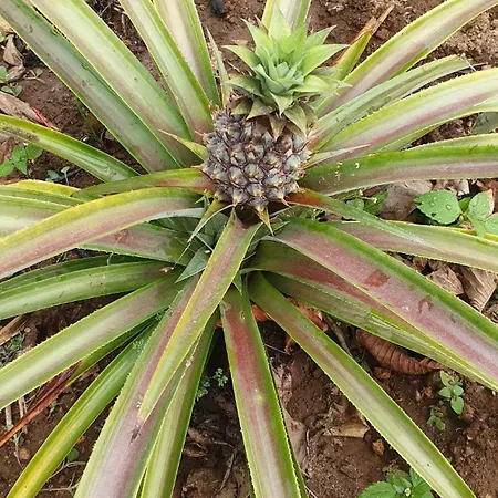 Villa Brava Atlantico