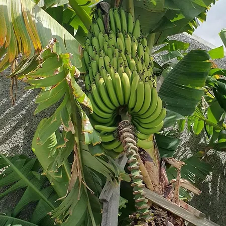 Βίλα Brava Atlantico Ribeira Brava