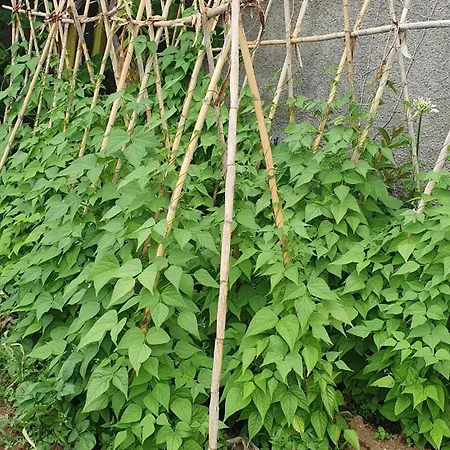 Villa Brava Atlantico Ribeira Brava