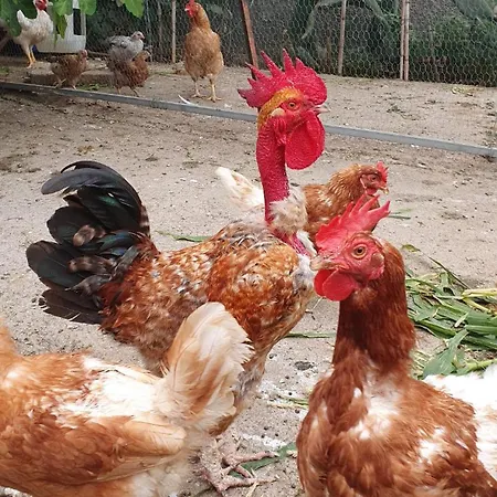 Villa Brava Atlantico *