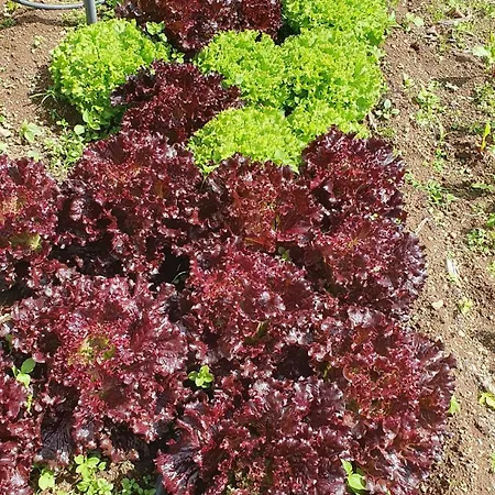 Brava Atlantico Рибейра-Брава