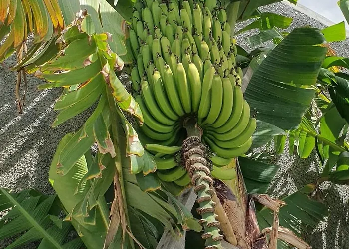 别墅 Brava Atlantico 里贝拉布拉瓦