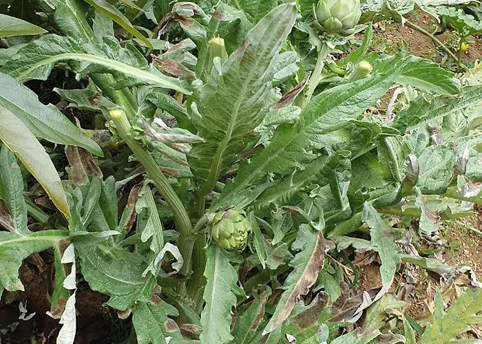 Brava Atlantico 别墅 里贝拉布拉瓦