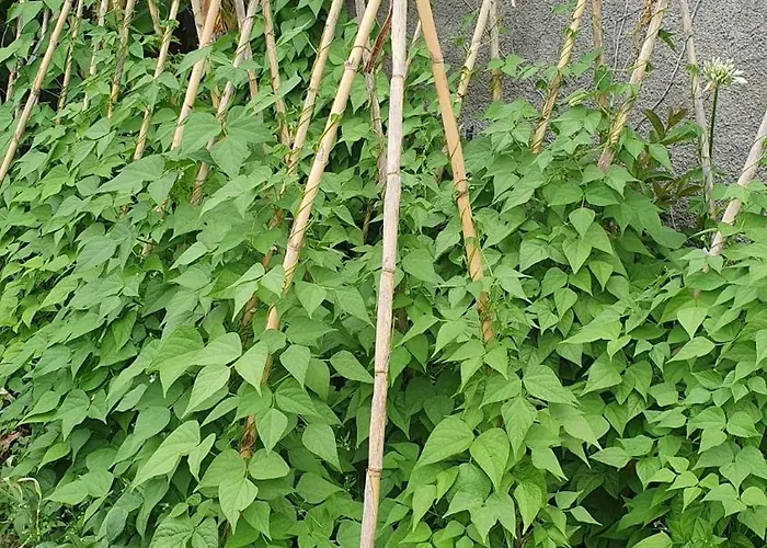 别墅 Brava Atlantico 里贝拉布拉瓦