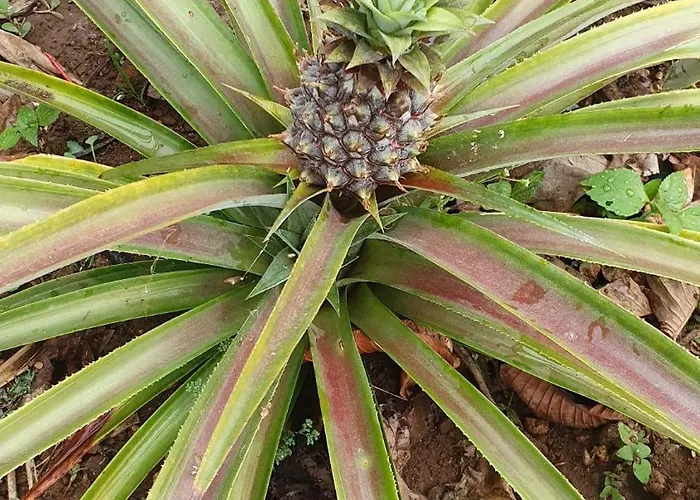 别墅 Brava Atlantico