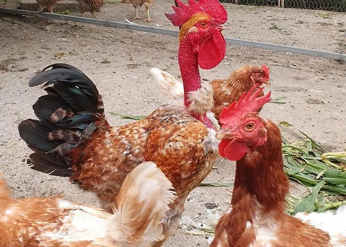 别墅 Brava Atlantico *