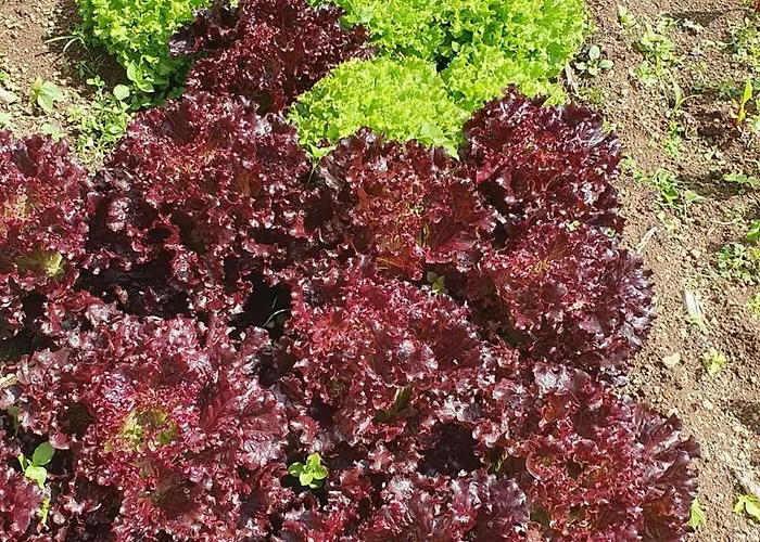 Brava Atlantico 里贝拉布拉瓦